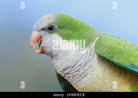 Monk Parakeet (Myiopsitta monachus), portrait, appel, Fuerteventura, îles Canaries, Espagne Banque D'Images