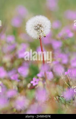 Pissenlit commun (Taraxacum officinale), infra-testicule, pissenlit, Rhénanie-du-Nord-Westphalie, Allemagne Banque D'Images
