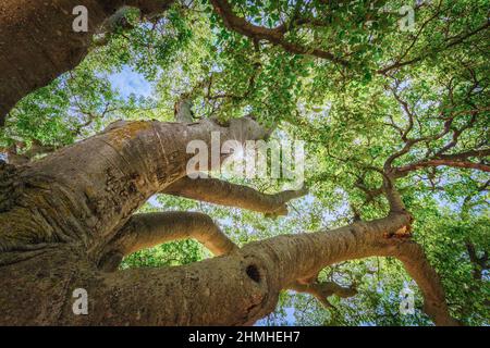 Croatie, baie de Kvarner, côte Adriatique, île de Krk, le géant Hackberry sur le chemin de Vrbnik Banque D'Images