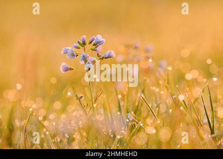 Fleur de coucou (Cardamine pratensis) au lever du soleil contre la lumière, Rhénanie-du-Nord-Westphalie, Allemagne Banque D'Images