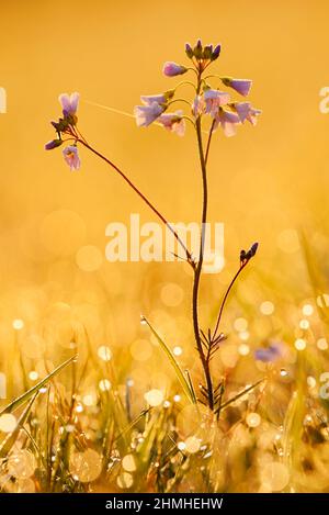 Fleur de coucou (Cardamine pratensis) au lever du soleil contre la lumière, Rhénanie-du-Nord-Westphalie, Allemagne Banque D'Images