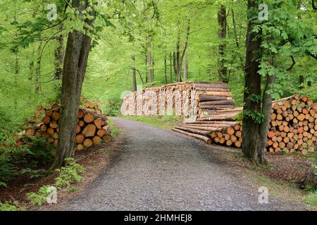Troncs d'arbres empilés sur un chemin forestier, Rhénanie-du-Nord-Westphalie, Allemagne Banque D'Images