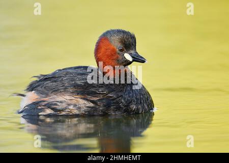 Petit grèbe (Tachybaptus ruficollis), Rhénanie-du-Nord-Westphalie, Allemagne Banque D'Images