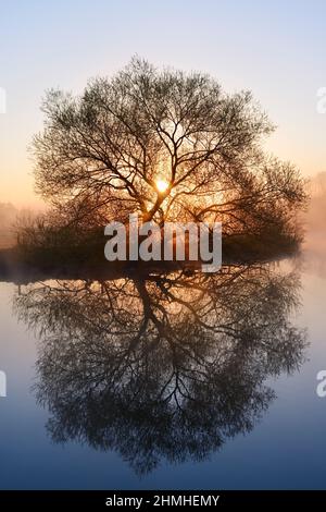 Saule blanc (Salix alba) sur la Lippe au lever du soleil, Rhénanie-du-Nord-Westphalie, Allemagne Banque D'Images