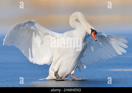 Mute Swan (Cygnus olor) débarquant sur un lac gelé, Rhénanie-du-Nord-Westphalie, Allemagne Banque D'Images