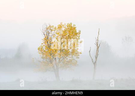 Peuplier canadien ou peuplier canadien (Populus Ã—canadensis, Populus Ã—euramericana) en automne, Rhénanie-du-Nord-Westphalie, Allemagne Banque D'Images