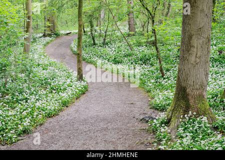 Ail sauvage en fleurs (Allium ursinum) et chemin dans la forêt décidue, Rhénanie-du-Nord-Westphalie, Allemagne Banque D'Images