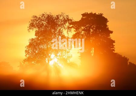 Bouleau argenté (Betula pendula) et PIN écossais (Pinus sylvestris) au lever du soleil, Rhénanie-du-Nord-Westphalie, Allemagne Banque D'Images