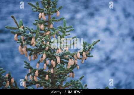 Epicéa Engelmann, Picea engelmannii, Hamnøy, Lofoten, Norvège, Europe, automne Banque D'Images