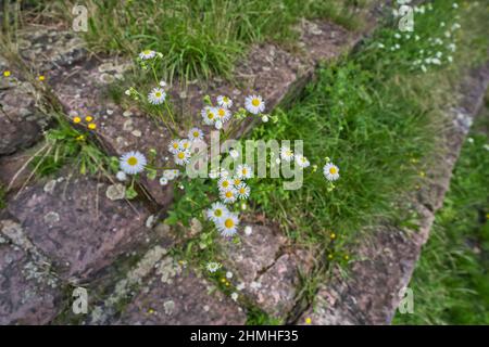 Fleurs de fleabane annuelle, Erigeron annuus, Banque D'Images