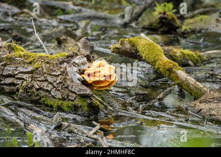 Porling de soufre (Laetiporus sulfureus). Banque D'Images