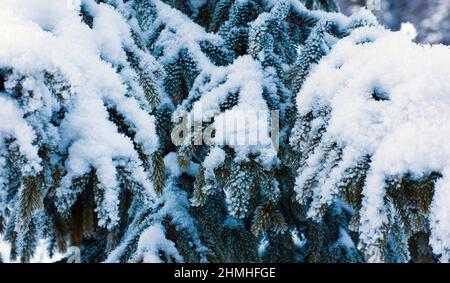 Branches d'épinette couvertes de neige et de givre, hiver dans la vallée de la Riss, Karwendel, Tyrol Banque D'Images