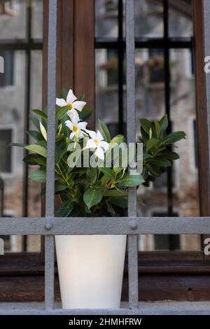 Pot de fleurs avec une plante à fleurs derrière une grille de fenêtre dans la vieille ville de Venise, Italie Banque D'Images