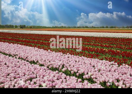 Vue sur les rangées de tulipes roses et rouges colorées en fleurs contre le ciel bleu avec des nuages de cumulus, des rayons solaires - Grevenbroich, Allemagne Banque D'Images