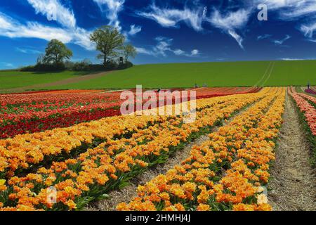 Vue sur la vallée avec des rangées colorées jaune et rouge champ de tulipes, colline verte avec des arbres contre bleu ciel d'été - Grevenbroich, Allemagne Banque D'Images