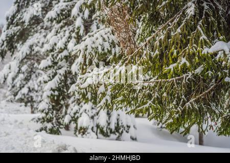 Paysage splendide en hiver.Fantastique matin gelé en forêt. Pins enneigés sous la lumière du soleil.Magnifique montagne.Un hiver incroyable Banque D'Images