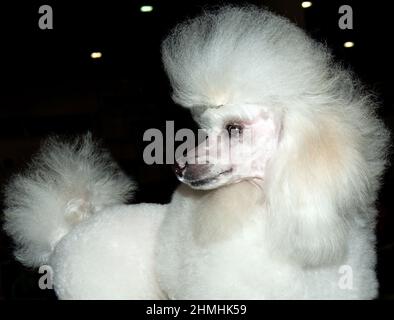 Portrait miniature en forme de coolé. Le Poodle miniature est sur le spectacle. Banque D'Images