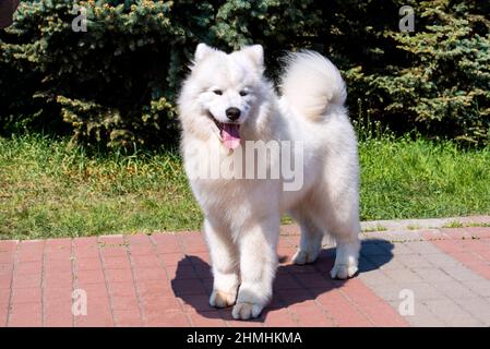 Face intégrale de Samoyed. Le Samoyed se dresse sur l'herbe verte dans le parc de la ville. Banque D'Images