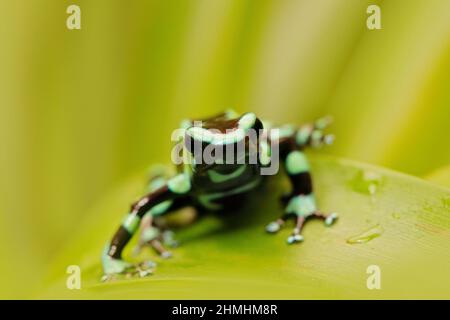 Grenouille poison dans les feuilles vertes. Grenouille noire verte de poison Dart, Dendrobates auratus, dans un habitat naturel. Magnifique grenouille de moutley de la forêt tropicale dans le sud A. Banque D'Images