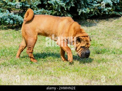 Chien Shar-PEI. Le chien Shar-PEI est sur l'herbe dans le parc. Banque D'Images