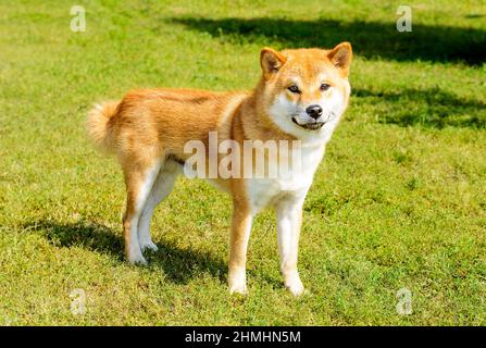 Shiba Inu regarde dans l'appareil photo. Le Shiba Inu se trouve sur l'herbe verte. Banque D'Images