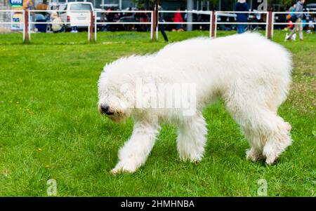 Promenades en chiens de berger de Russie du Sud. Le Berger de Russie du Sud est dans le parc. Banque D'Images