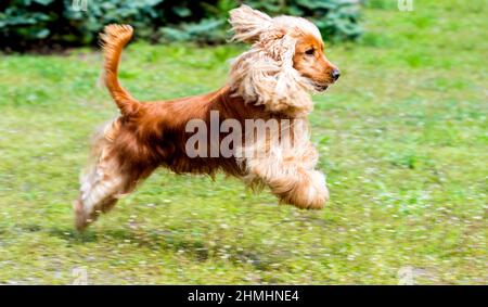 Course CockerSpaniel. Le Cocker anglais est sur l'herbe. Banque D'Images