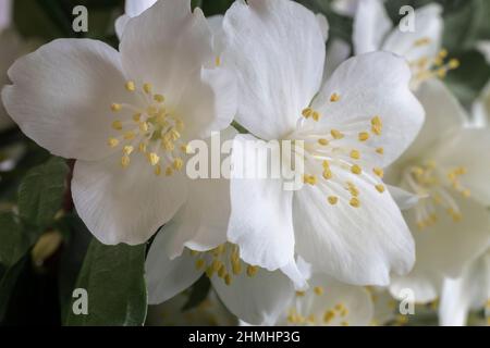 Fleurs blanches délicates de jasmin parmi les feuilles vertes. Vue avant, gros plan Banque D'Images