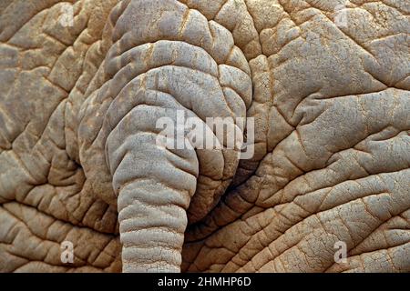 Détail du gros éléphant. Scène sauvage de la nature. Vue sur la nature. Gros plan du grand mammifère, Etosha NP, Namibie en Afrique. Détail de W Banque D'Images