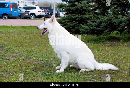 White Shepherd profile. The White Shepherds seats in the park on the grass. Banque D'Images