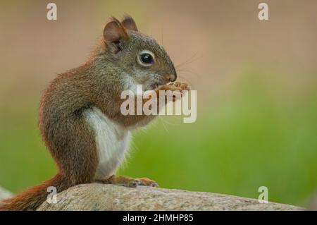 Mignon Rouge écureuil américain ((Tamiasciurus hudsonicus) appréciant la graine, Sterling Heights, Michigan Banque D'Images