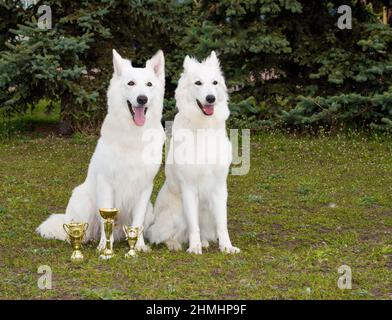 White Shepherds deux amis. Les Shepherds blancs sont assis dans le parc sur l'herbe. Banque D'Images