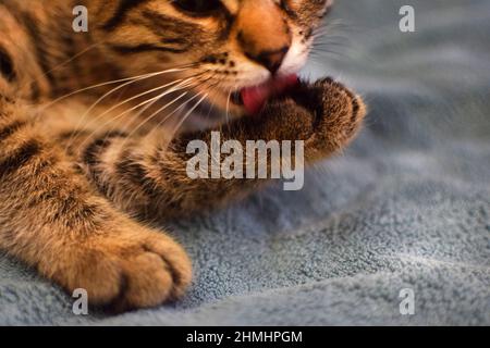 Un adorable chaton en tabby lèche son patte. Le chaton de race Kurilian Bobtail se trouve sur le lit à la maison. Amour pour les animaux. Banque D'Images