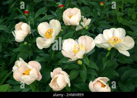 Peony Soft abricot Kisses. Fleurs de pivoine de pêche japonaises. Banque D'Images