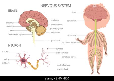 Système nerveux. Bannière d'éducation biologique pour les enfants. Illustration de Vecteur