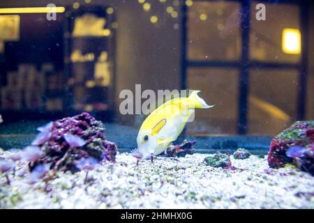 Orange Shoulder Tang nage dans un aquarium marin. Acanthurus oliveaceus est un poisson marin de la famille des Acanthuridae Banque D'Images