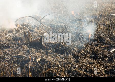 Arrière-plan avec des cendres d'herbe brûlées. Plantez des cendres sur le champ après que le feu a brûlé. Banque D'Images