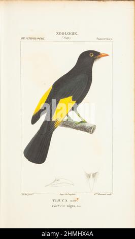 Atlas de zoologie- Tijuca Nigra, cotinga noir et or (Tijuca atra) Banque D'Images