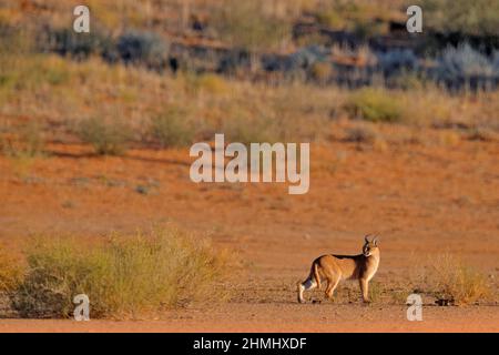 Caracal, lynx africain, dans un désert de sable rouge. Beau chat sauvage dans l'habitat naturel, Kgalagadi, Botswana, Afrique du Sud. Animal face à face marchant sur GRA Banque D'Images