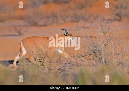 Kgalagadi Caracal, lynx africain, dans un désert de sable rouge. Beau chat sauvage dans l'habitat naturel, Kgalagadi, Botswana, Afrique du Sud. Promenade face à face avec un animal Banque D'Images