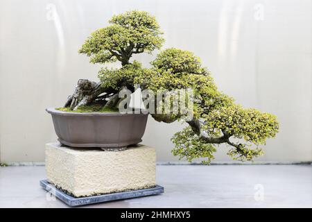 Arbre de bonsaï d'orme chinois exposé au Pacific Bonsai Museum de Federal Way, Washington. Banque D'Images