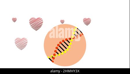 Image numérique de la structure de l'adn qui tourne contre plusieurs coeurs rouges sur fond blanc Banque D'Images