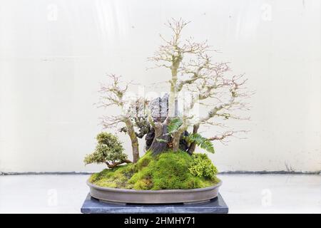 Bonsaï à l'érable japonais au Pacific Bonsai Museum de Federal Way, Washington. Banque D'Images