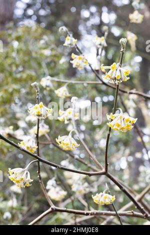 Edgeworthia chrysantha en hiver. Banque D'Images