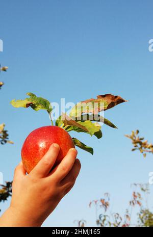 Main d'enfant tenant une pomme rouge récoltée à partir d'un arbre Banque D'Images