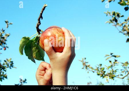 Les mains des enfants tiennent une pomme biologique rouge Banque D'Images