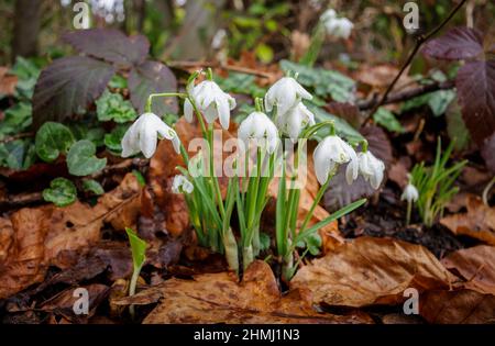 Vue rapprochée d'un bouquet de gouttes de neige à double fleur (Galanthus nivalis) mouillées avec des gouttes de pluie poussant dans un jardin de Surrey, dans le sud-est de l'Angleterre Banque D'Images