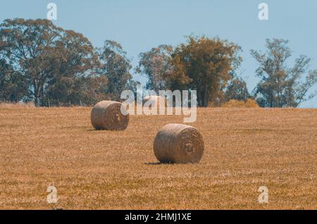 Belle vue panoramique des balles de foin dans un champ agricole d'uruguay. Ciel dégagé. Banque D'Images