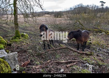 La plus ancienne race de poney indigène de Grande-Bretagne prêtée à la propriété de Malham Tarn pour la gestion des plantes et de l'habitat sur un site d'intérêt scientifique spécial. Banque D'Images