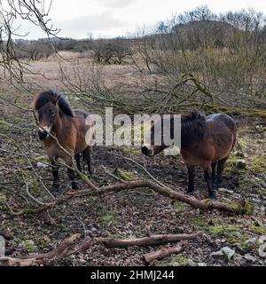 La plus ancienne race de poney indigène de Grande-Bretagne prêtée à la propriété de Malham Tarn pour la gestion des plantes et de l'habitat sur un site d'intérêt scientifique spécial. Banque D'Images